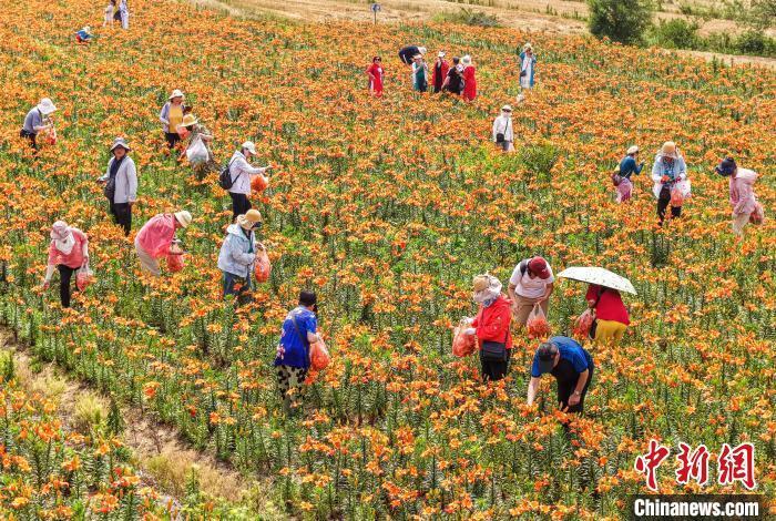 山東榮成 百合花開富農家，食品銷售助增收