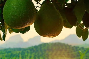 今年，我們成了新農人 丹霞謝柚開啟農業品牌進化新篇章