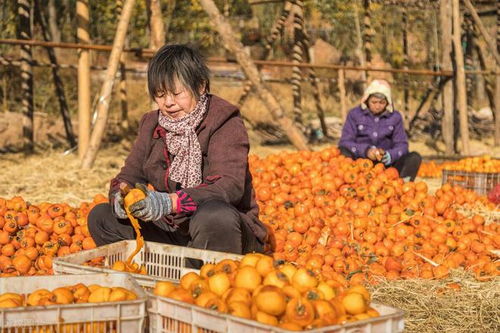 云認養 開啟農副產品營銷新紀元，以透明種植筑牢食品安全防線