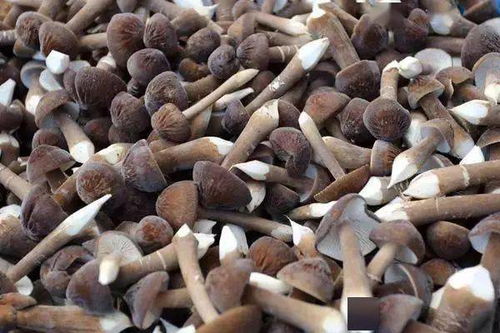 江蘇泗陽現代農業產業園 繪就生態高效特色現代農副產品銷售新圖景